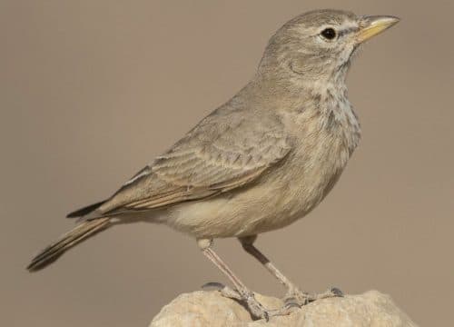 Frequently asked questions (FAQs) about birding in Morocco