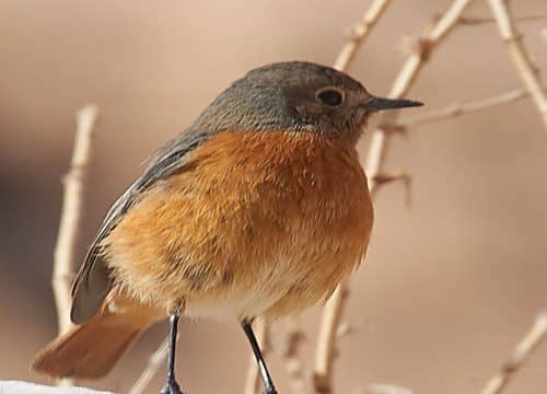 Morocco A Beautiful Land Of Contrasts And Birds
