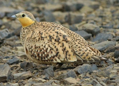 3 Day Birding Tour from Merzouga