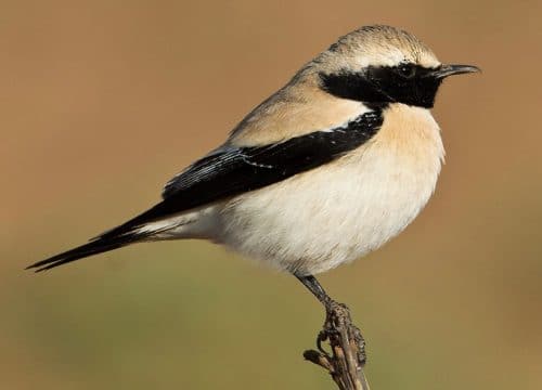 Merzouga Birdwatching Tour