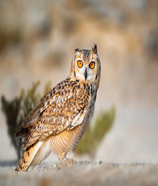 Pharaoh Eagle Owl
