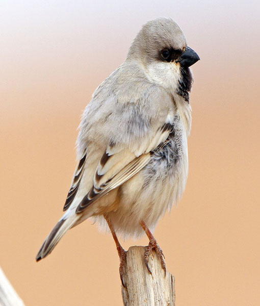 Desert Sparrow