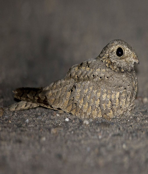 Egyptian Nightjar