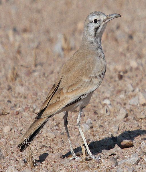 Greater Hoopoe Lark