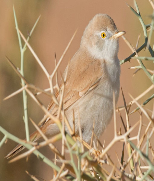 African Desert Warbler