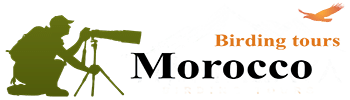 Morocco birdwatching tours
