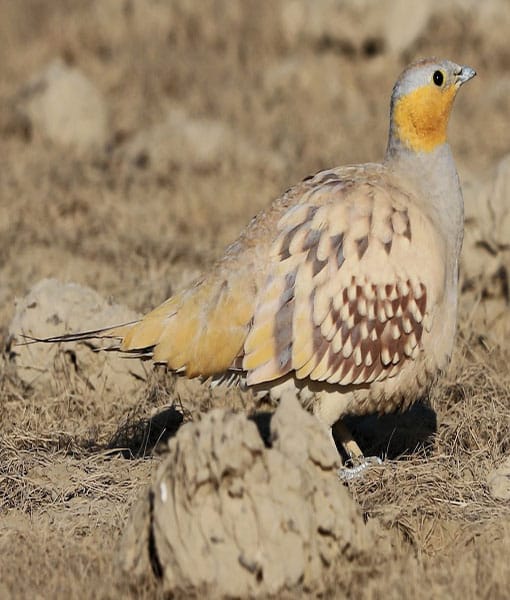 Spotted sandgrouse