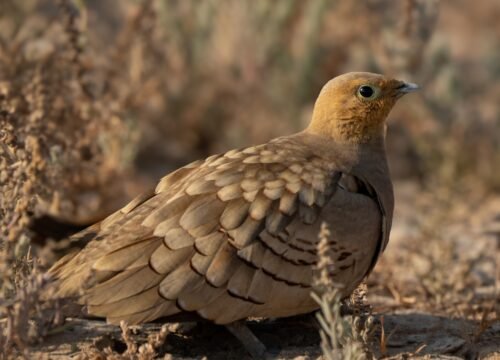🐦 Birdwatching in Morocco: A Complete Guide to Morocco Birding Tours
